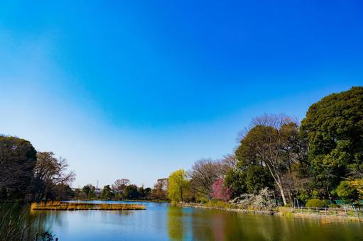 善福寺公園の風景 善福寺公園池,青空,水辺の写真素材