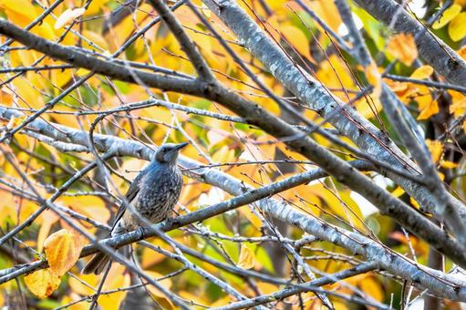 ヒヨドリ(39)の写真