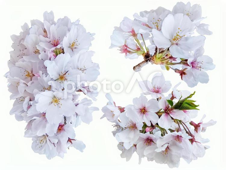 桜２ 春,桜,薄紅の写真素材