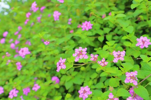 コバノランタナ 紫色の花 コバノランタナ 紫色の花の写真