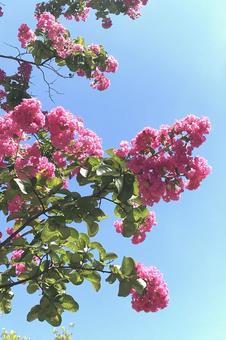 サルスベリの木花 サルスベリの木花の写真