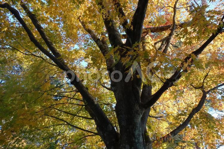 軽井沢の秋の紅葉 背景,壁紙,紅葉の写真素材