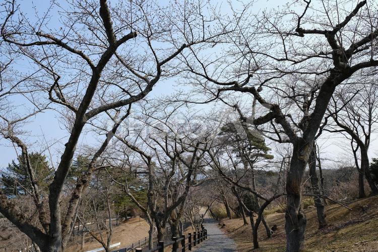 西行戻しの公園　咲き始めの蕾の桜の風景 松島,日本三景,観光名所の写真素材
