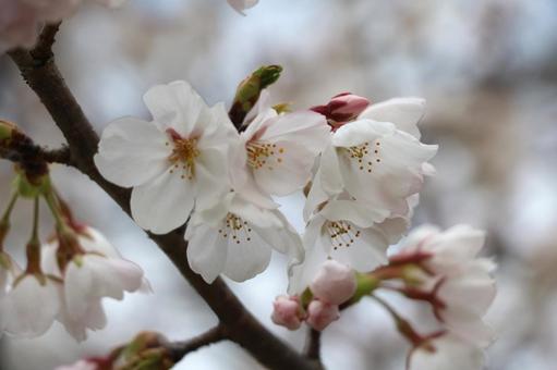桜 桜の写真