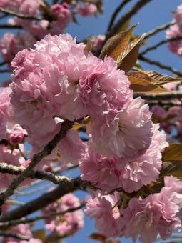 カンザンサクラの写真