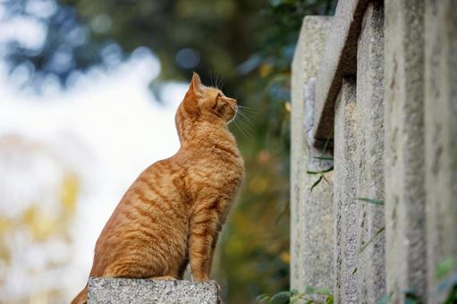 Stray cats at Oe Shrine in Osaka, JPG