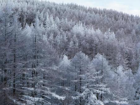 冬の入笠山の霧氷 冬の入笠山の霧氷の写真