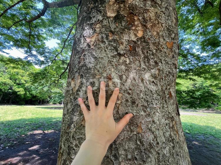 木に触れる手の甲 手,手の甲,木の写真素材