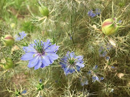 植物 ニゲラの花 植物 ニゲラの花の写真