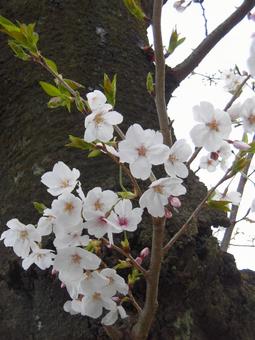 幹に咲く桜 幹に咲く桜 桜,ボタニカル,幹の写真素材
