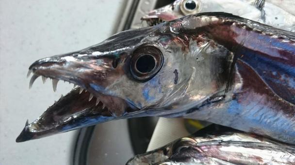 鋭い歯を持つタチウオ 鋭い歯を持つタチウオ タチウオ,魚,歯の写真素材