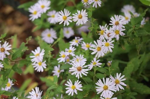 薄紫の花びらのコンギクの花のアップ 薄紫,花びら,コンギクの写真素材