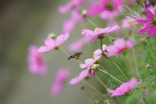 コスモス便り2025の写真