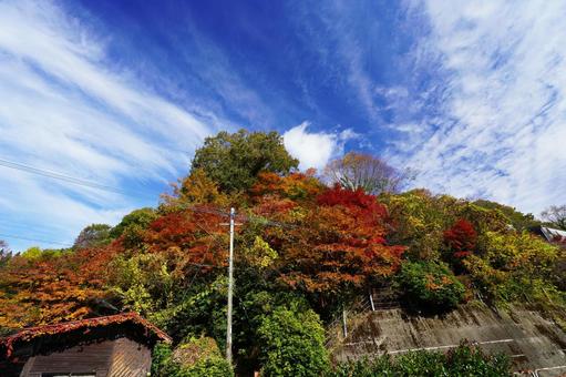 大分 鯛生金山 紅葉に染まる山 鯛生金山,紅葉狩り,紅葉の写真素材
