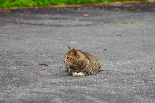 猫(131) 猫(131)の写真