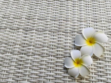 Plumeria, JPG Plumeria, JPG