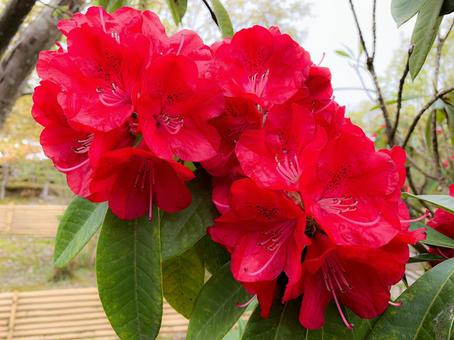 Rhododendron, JPG Rhododendron, rhododendron, squat, kisakusa, JPG
