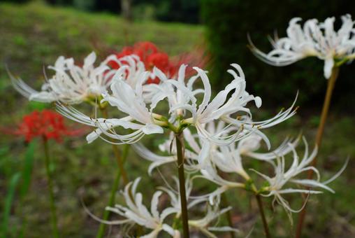 曼殊沙華の写真