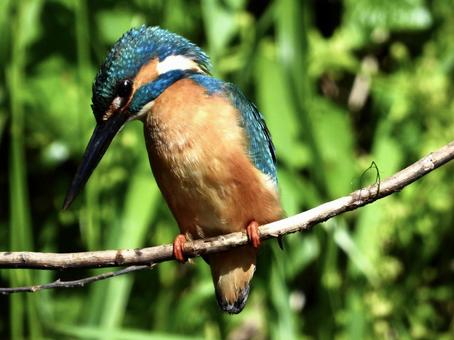 獲物を狙うカワセミ 獲物を狙うカワセミ 鳥,野鳥,カワセミの写真素材