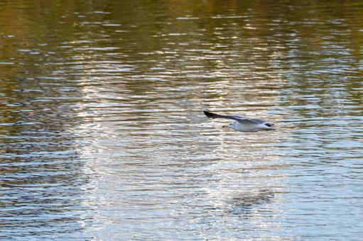 ウミネコの飛翔⑼の写真