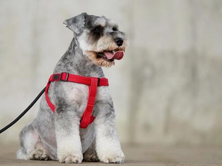 お散歩中のミニチュアシュナウザー 犬,ミニチュアシュナウザー,シュナウザーの写真素材
