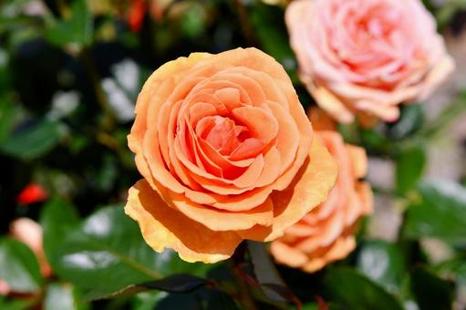 薔薇 アシュラム 薔薇 アシュラム 薔薇,アシュラム,オレンジの写真素材
