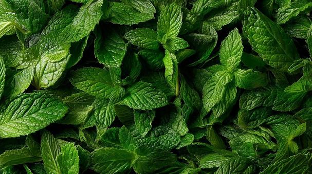 爽やかなミントの葉の背景 爽やかなミントの葉の背景の写真