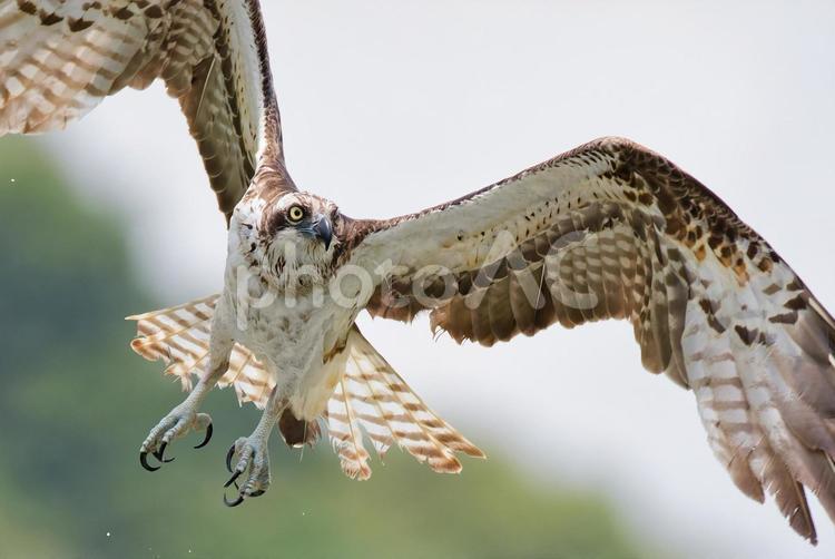 大きく羽ばたいて飛び出すミサゴ ミサゴ,鶚,ウオタカの写真素材