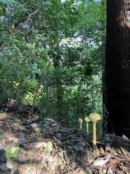 森の中のきのこ 森の中のきのこ 森,きのこ,山の写真素材
