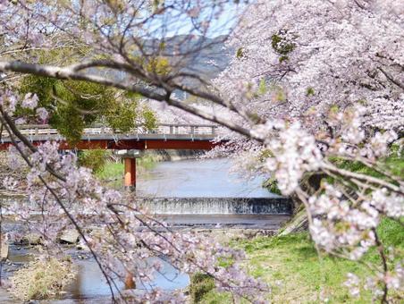 春爛漫の川 春爛漫の川の写真