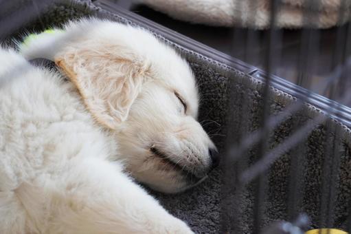 眠るゴールデンレトリバーの可愛い子犬 子犬,ゴールデンレトリバー,ペットの写真素材