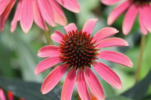 花壇に咲く赤いムラサキバレンギクのアップ 花壇に咲く赤いムラサキバレンギクのアップの写真