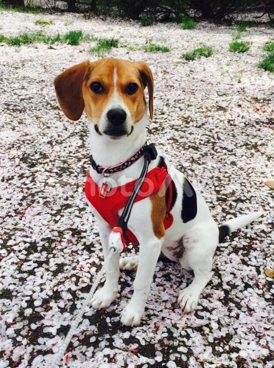 桜の花びら絨毯と散歩中の犬 生き物,イヌ,遊ぶの写真素材