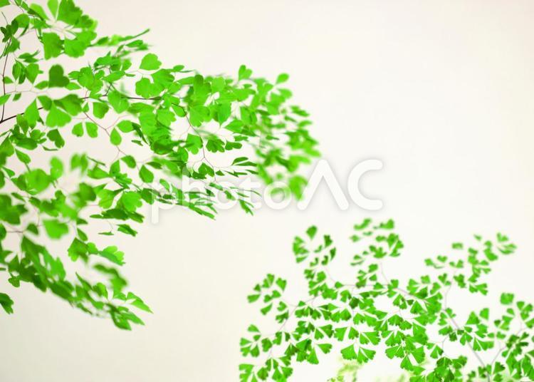 アジアンタムの葉、観葉植物 アジアンタム,葉,葉っぱの写真素材