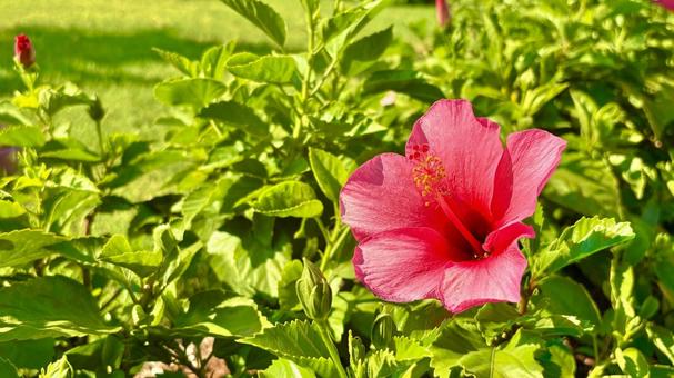 ハイビスカス ハイビスカス ハイビスカス,夏,花の写真素材