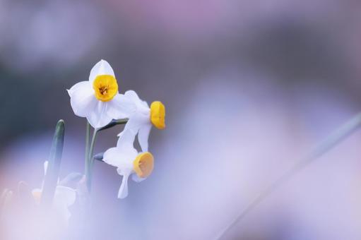 春の訪れを告げる水仙 春の訪れを告げる水仙 スイセン,花,水仙の写真素材