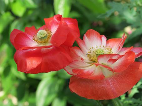 ポピー ポピー ポピー,花,5月の写真素材