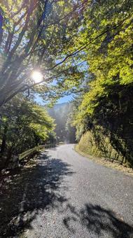 森の息吹、光の中へ 森の息吹、光の中へ 山道,光,もやの写真素材