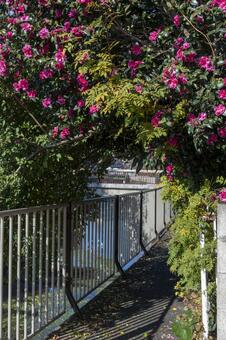サザンカ サザンカ,山茶花,川沿いの写真素材