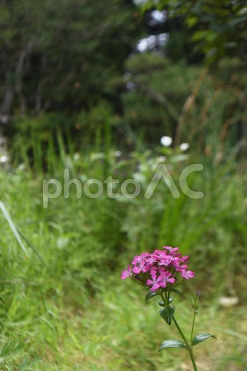 夏の花：ハマナデシコ4 植物,ハマナデシコ,浜撫子の写真素材