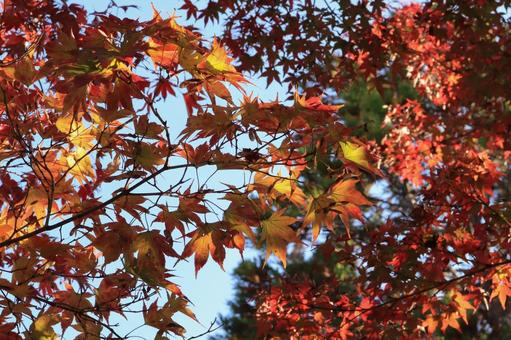 黄色の葉のカエデと赤い葉のカエデ 紅葉,カエデ,もみじの写真素材