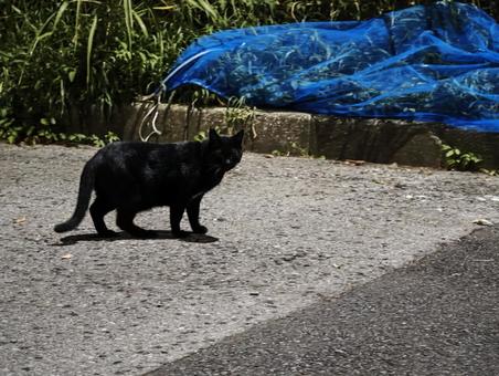 路地を歩む黒猫 黒猫,猫,ねこの写真素材