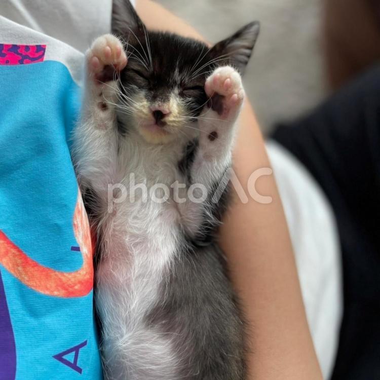 腕の中で眠る子猫 動物,癒し,ペットの写真素材