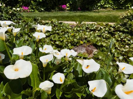 カラーの花 カラーの花 カラー,仏炎苞,花の写真素材