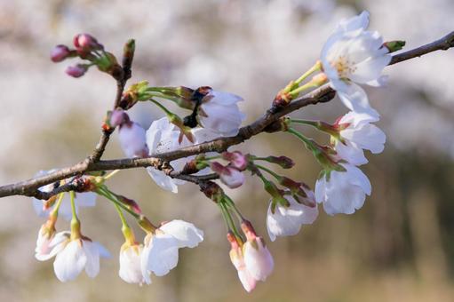 Photo, spring blooming, sakura, spring, 