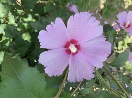 Rose of Sharon, JPG