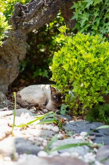 木陰でくつろぐシャム猫 猫,シャム猫,ペットの写真素材