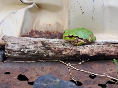 ひっそりカエル ひっそりカエルの写真
