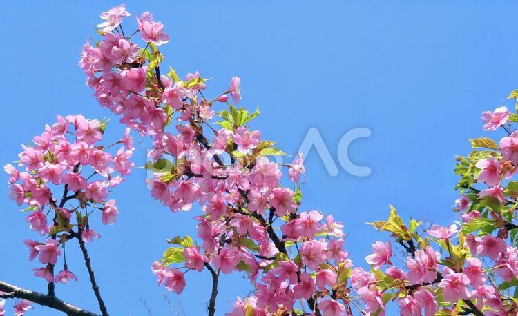 ピンクの桜の花と青空/河津桜 桜,早咲き,花の写真素材