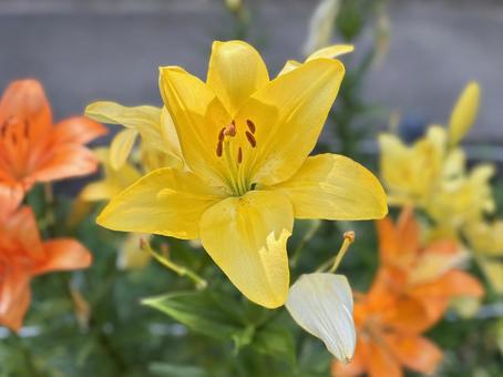 黄色の百合の花 黄色の百合の花 ユリ,ゆり,リリーの写真素材